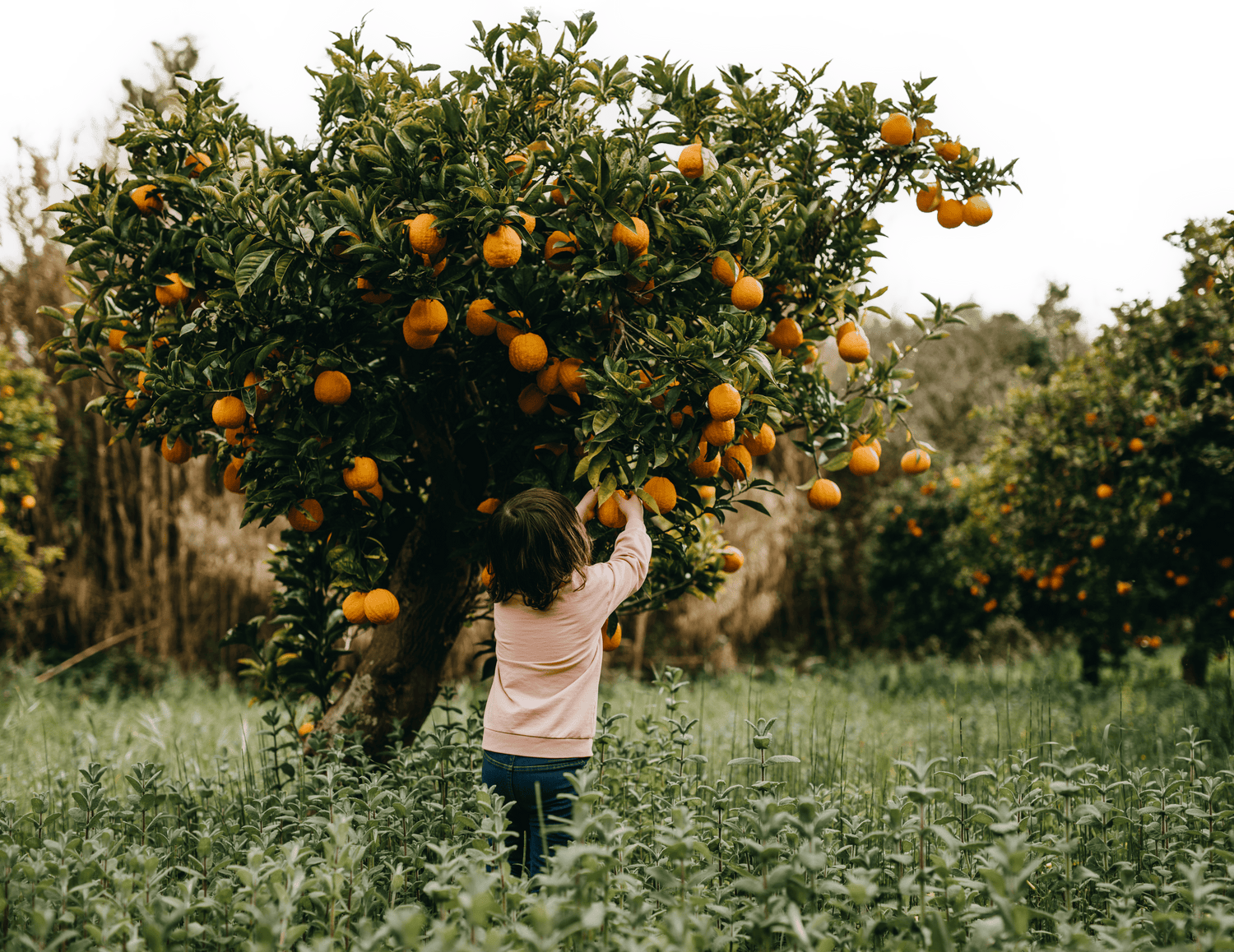 <p>Du producteur au consommateur</p>